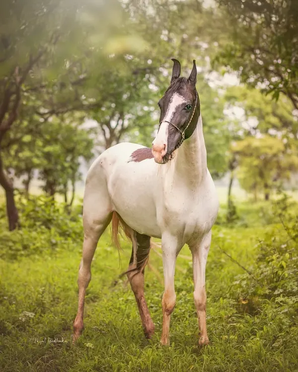 This is the essence of my work. A magnificent horse standing peacefully in a lush, rain-kissed forest. I focus on capturing these quiet, poetic moments where nature and the animal's soul feel perfectly aligned.