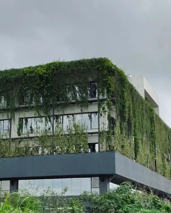 This is what happens when we let nature take the lead. For the Tech 37 office in Bengaluru, I designed a living facade that has now completely enveloped the building, creating a dynamic, breathing skin that changes with the seasons and challenges the boundary between inside and out.