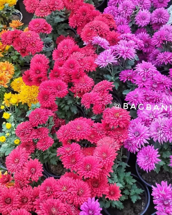 A stunning display of our Guldavari (Chrysanthemum) collection, available in a rainbow of colors including yellow, pink, and magenta.