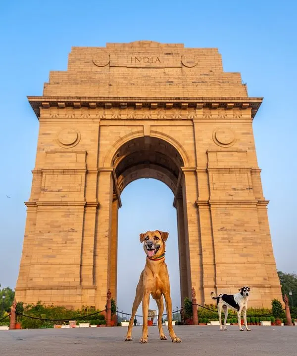 Two beautiful Indie dogs posing in front of India Gate for the "Tails of the World" project. A powerful image showcasing our native dogs at a national monument.