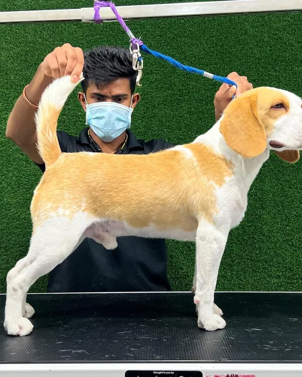 Here, I am positioning a Beagle to show off its clean, sleek coat after a de-shedding treatment. This process significantly reduces the amount of hair they shed at home.