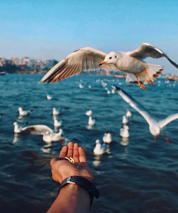 A perfect moment of connection on the Ganga river. This shot captures the trust between man and nature as a seagull takes food directly from a hand, a common sight that still feels magical.