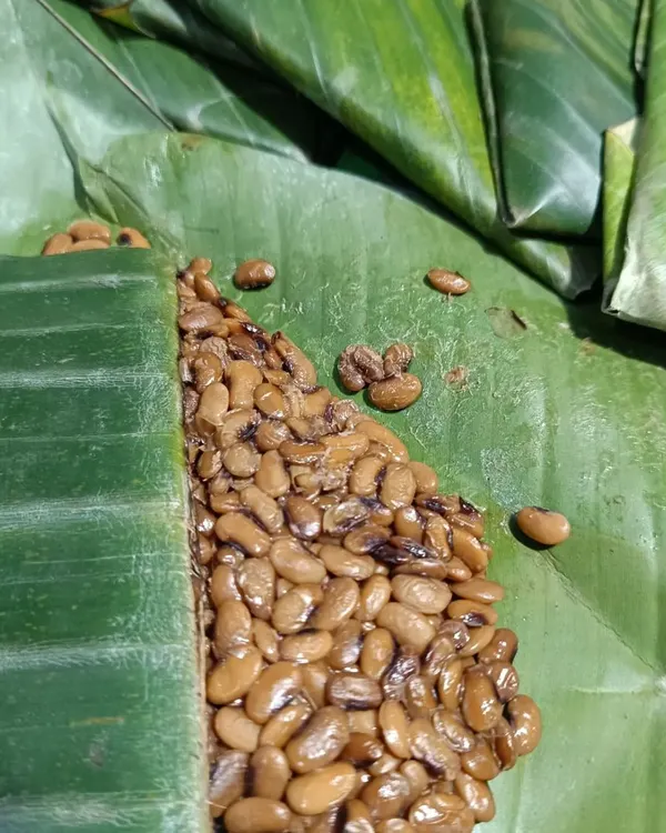 My fermented soybeans (axone) are prepared and packed in banana leaf. This is the proper way to store them to maintain the authentic, strong flavour needed for Naga curries.