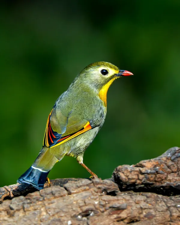 The Red-billed Leiothrix, a burst of color against a lush green background in Sattal, Uttarakhand. These birds are a delight for any photographer.