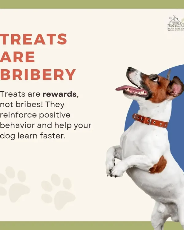 Many people think using treats is bribery, but that is a myth. Treats are powerful rewards that reinforce good behavior and help your dog learn faster. We use high value treats to make training a positive experience.