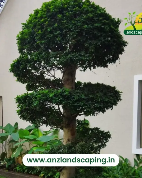 A close-up of a multi-tiered topiary tree, showcasing our skill in shaping and maintaining specimen plants for a formal garden look.