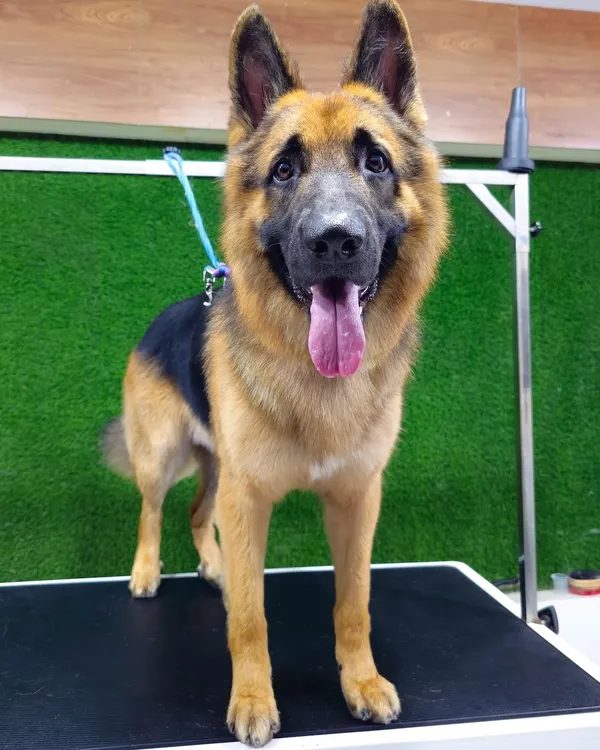This handsome German Shepherd is standing proud after a full grooming session. I focus on de-shedding their thick undercoat and cleaning their ears, which are essential for the breed's health.