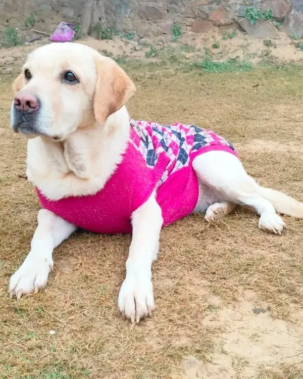 Meet Doodle, a friendly 3-year-old female Labrador. She is wearing a stylish pink sweater and is looking for a family that can match her loving and gentle energy.