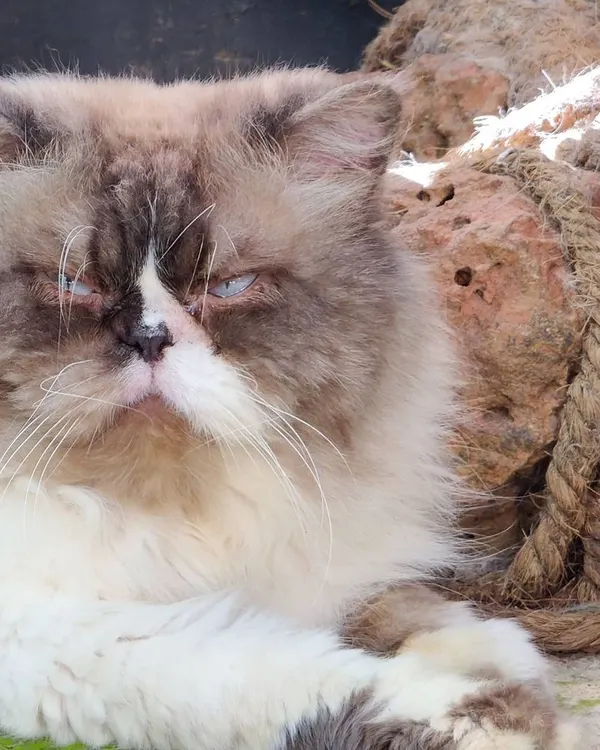 This is Mario, one of our regulars, giving his signature grumpy but lovable look. He's found a comfortable spot to relax and observe the afternoon activities.