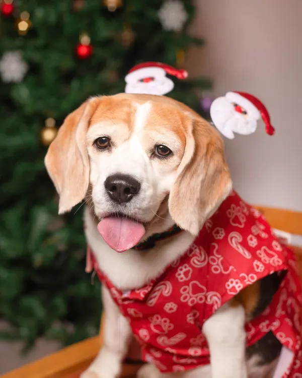 This adorable Beagle is ready for Santa Paws with a cute red outfit and a festive headband. My Christmas mini-sessions are perfect for getting that one-of-a-kind holiday card photo.