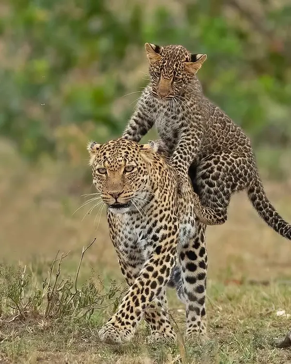 A leopard mother with her cub hitching a ride. Capturing such playful and intimate family moments is a rare privilege and a highlight of any safari.