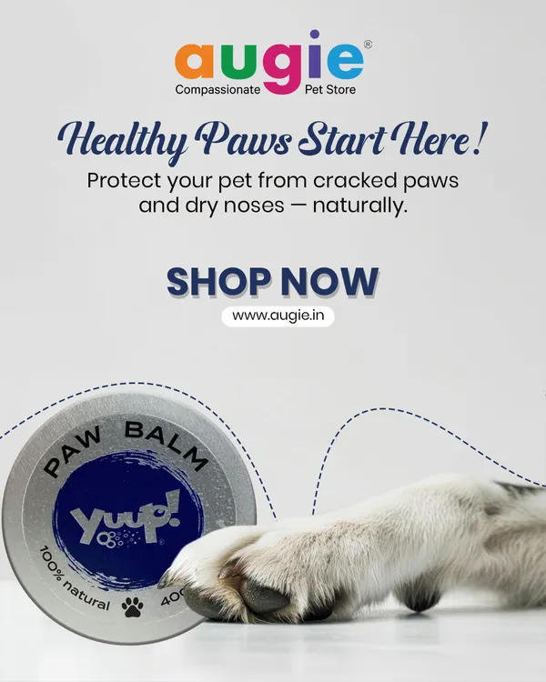 Healthy paws start here. Protect your pet from cracked paws and dry noses naturally with a high-quality paw balm. It's an essential part of their year-round care routine.