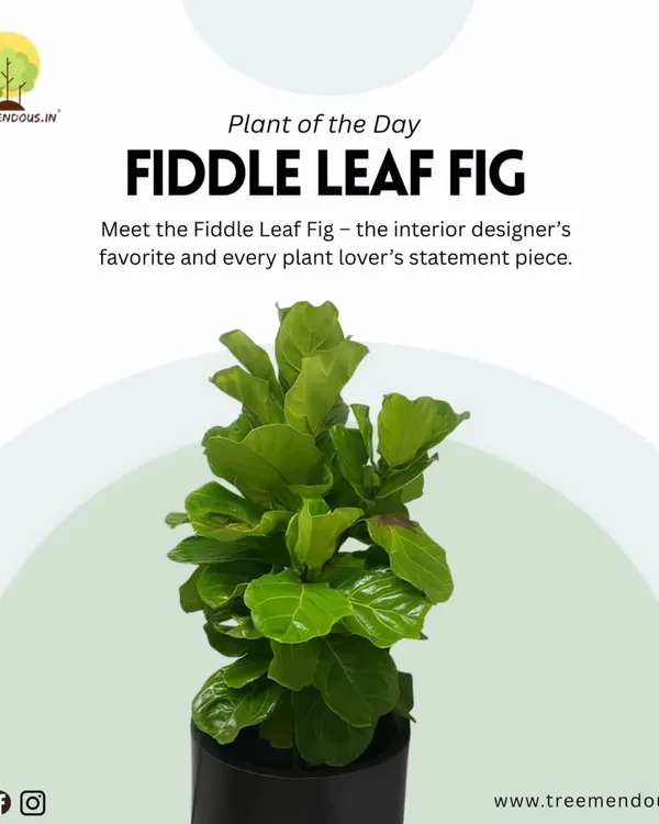 Plant of the Day: The Fiddle Leaf Fig. This plant is a favorite among interior designers for a reason. Its large, sculptural leaves make it a stunning statement piece in any room.