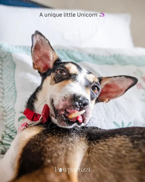This is Choco, a survivor of unimaginable cruelty. After being rescued and undergoing major reconstructive surgery, she is now the kindest, most trusting soul. Her story is heartbreaking, but her spirit is a powerful testament to the resilience of rescue dogs.