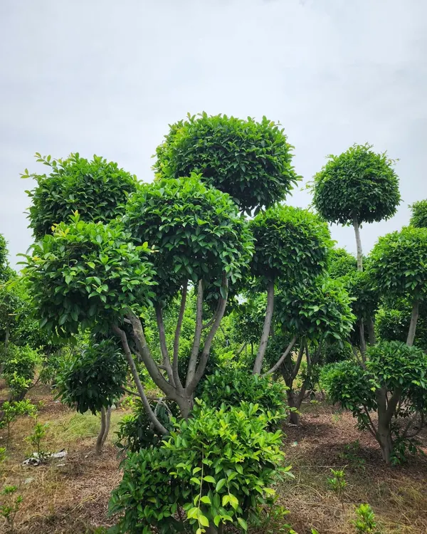 Our Ficus Retusa Topiaries are expertly sculpted into multi-ball forms, creating a stunning visual structure that elevates any garden design.