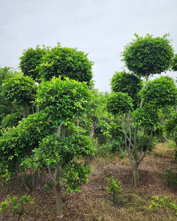 A grove of our Ficus Retusa topiary trees at the farm. Their sculpted, rounded canopies are perfect for creating a formal, elegant look in gardens and entryways.