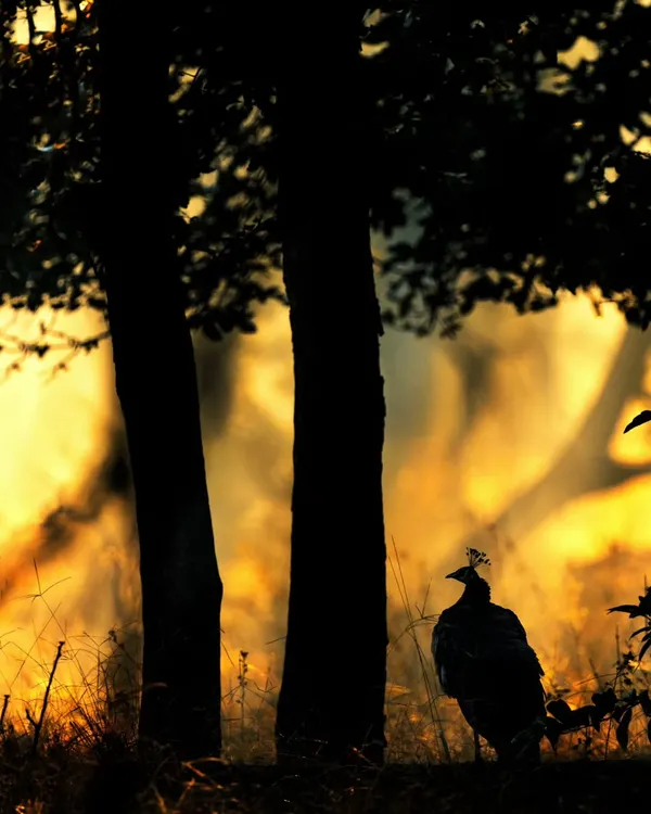 A peacock silhouetted against a fiery sunset. This is a perfect example of using backlighting to create a simple yet powerful image.