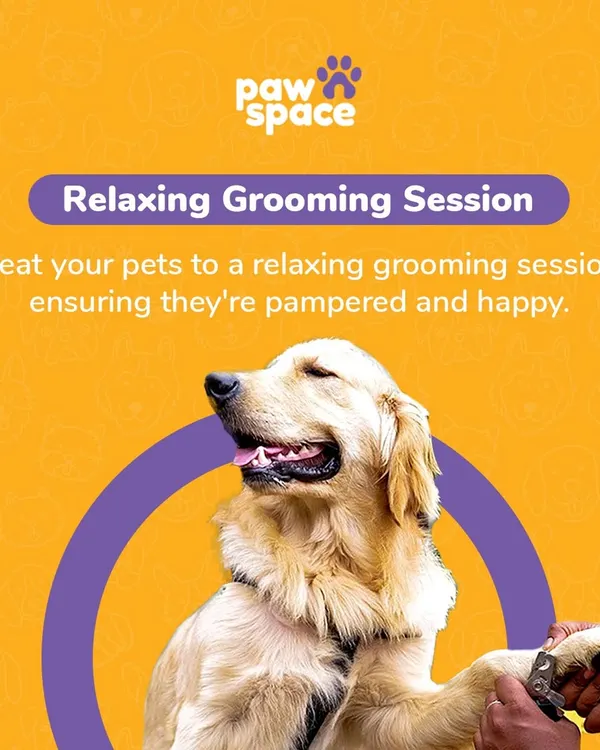 Every grooming session is a relaxing experience. I treat your pets to a pampering session that ensures they are not just clean, but also happy and comfortable from start to finish.