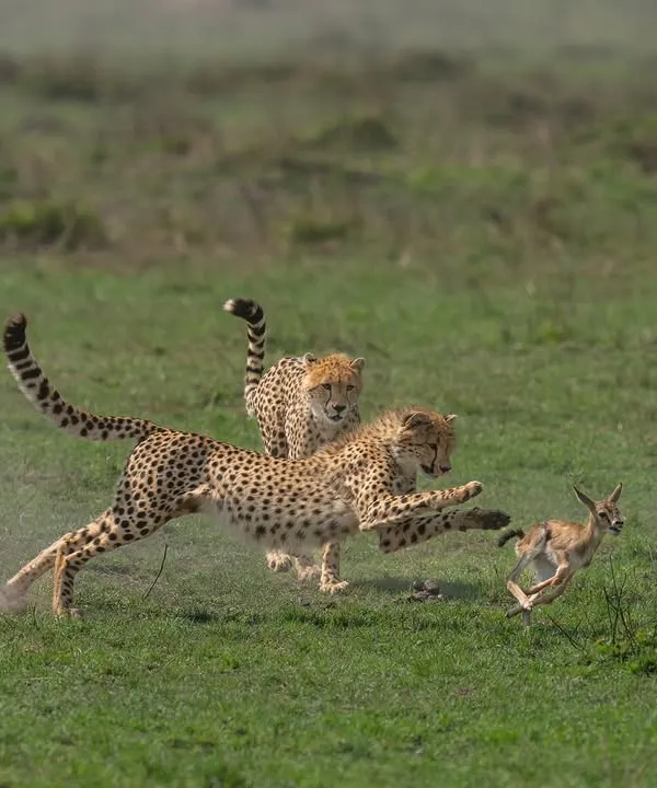 To capture a cheetah hunt, you need to be ready before the action starts. I anticipated this chase, setting a high shutter speed to freeze the explosive speed of the fastest land animal. My Sony Alpha 1's 30 fps burst and flawless eye-tracking ensured I didn't miss the critical moment of the chase.