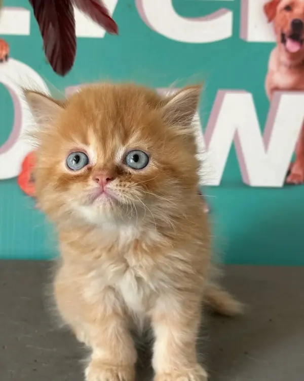 Just look at those beautiful blue eyes. This ginger Persian kitten is the perfect remedy for stress and anxiety, ready to fill your home with purrs and cuddles.