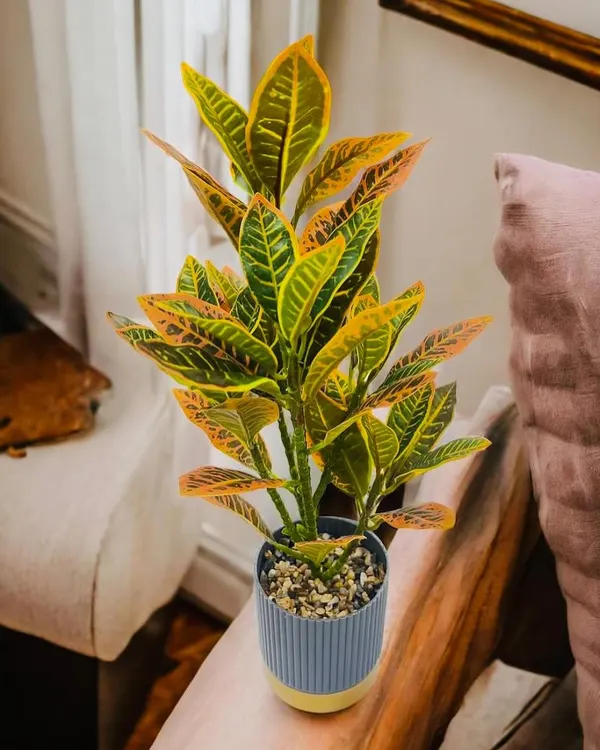 This artificial croton plant, with its striking yellow and green leaves, is a perfect accent for a side table. It comes in a stylish ribbed pot, ready to be placed anywhere you need a splash of color.