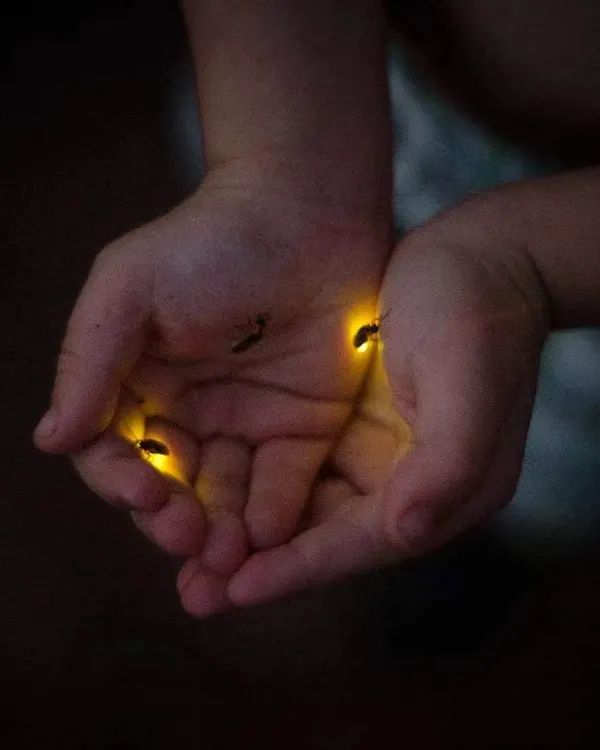 A moment of pure magic as a child gently holds the soft glow of fireflies. This is the kind of wonder we chase, turning simple nights into core memories filled with nature's tiny lanterns.