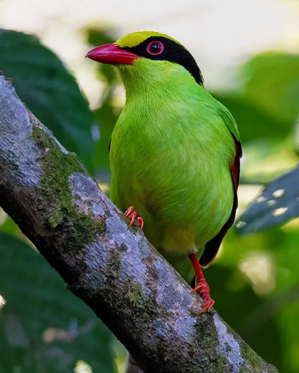 The Common Green Magpie, seen here in Latpanchar, India, is a skilled predator. The chewed leaves are evidence of its hunt for caterpillars, a reminder that even the most beautiful birds are part of a complex food web.