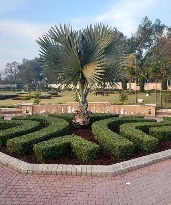 A well-designed landscape makes a powerful first impression. Here, I used curved hedges and a central palm tree to create an elegant and formal entrance for a large property.