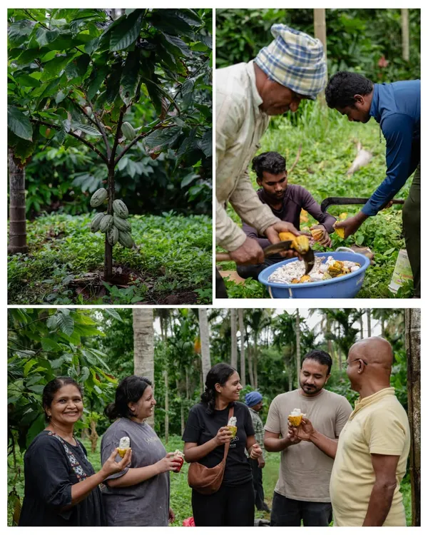Our Chocolate Immersion course is a true bean-to-bar journey. We take our students to a cocoa farm in Mysore to understand the origins, harvesting, and initial processing of cacao before they ever step into the kitchen.