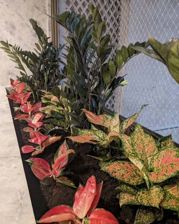 A beautiful indoor plant arrangement featuring a mix of colorful Aglaonema varieties. The different patterns and shades of pink, red, and green create a rich, textured look perfect for an entrance or lobby.