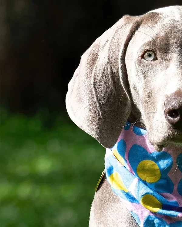Wonky as wonky can be! Draco the Weimaraner was my first time photographing this breed, and his perpetually surprised expression and lanky, clumsy energy were hilarious to capture.