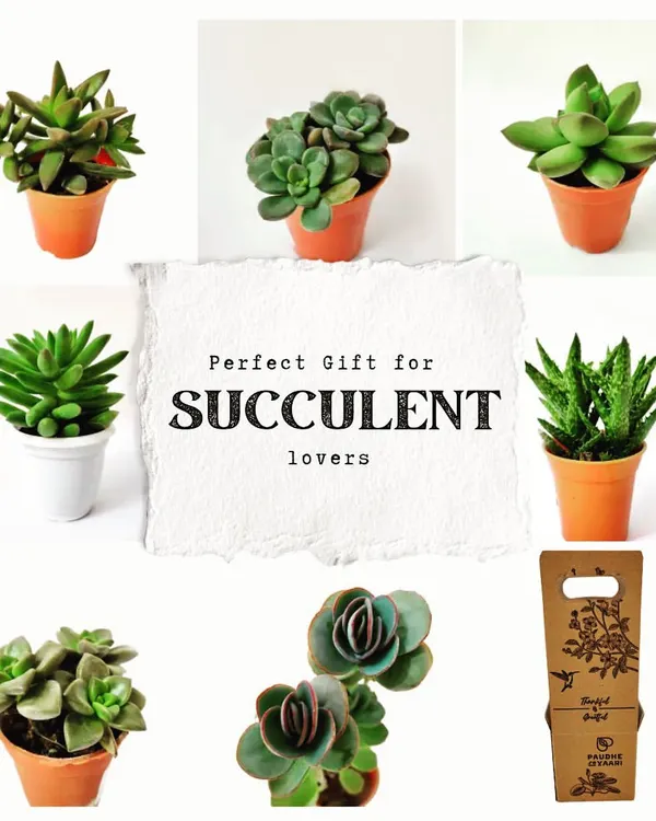 Looking for the perfect gift for a plant lover? A collection of assorted succulents is a wonderful choice. This image shows just a few of the many varieties I offer, perfect for creating a custom gift basket or simply treating yourself.