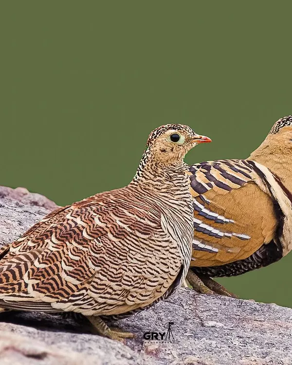 A pair of Painted Sandgrouse, male and female, resting on a rock. This image showcases the difference in plumage between the sexes, a common trait in birds.