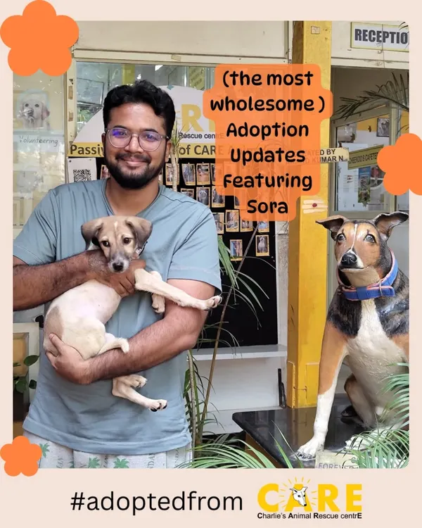 This is the day Sora's new life began. Adoption updates like these, showing our pups finding their families, are the most wholesome part of our work.