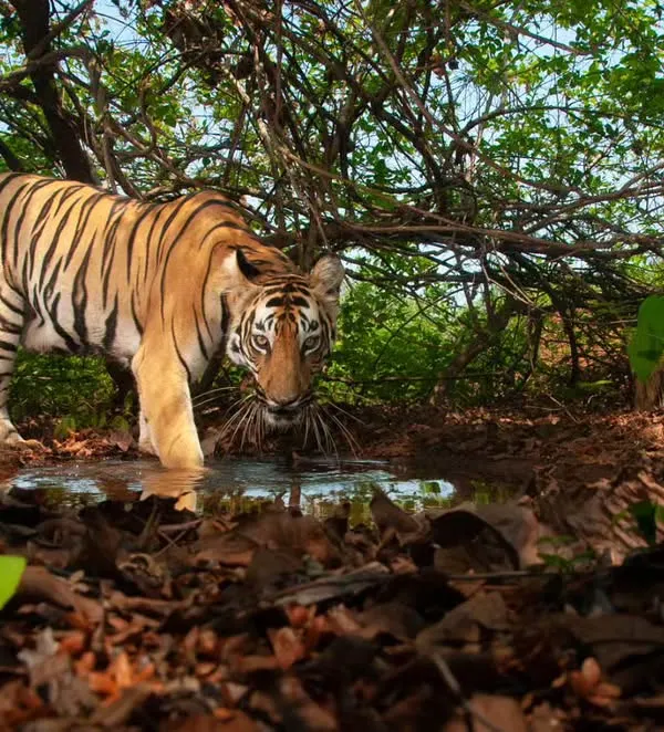 A young tiger cautiously approaches a waterhole during the day. These moments are rare and require placing a camera trap in a location that feels safe and natural for the animal, allowing for an undisturbed view of its routine.