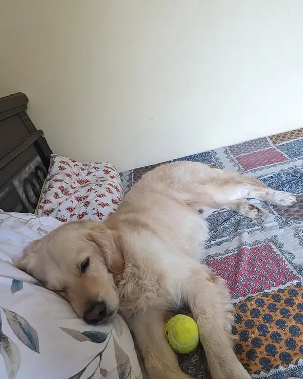Buddy, a 2-3 year old retriever, sleeping peacefully on a bed in his foster home. A foster home provides the comfort and security that a hospital or shelter cannot.