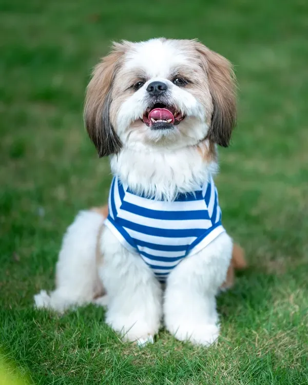 Cookie the Shih Tzu sitting perfectly for his portrait during our outdoor session. The vibrant green grass makes his striped shirt pop, creating a cheerful and bright dog photograph.