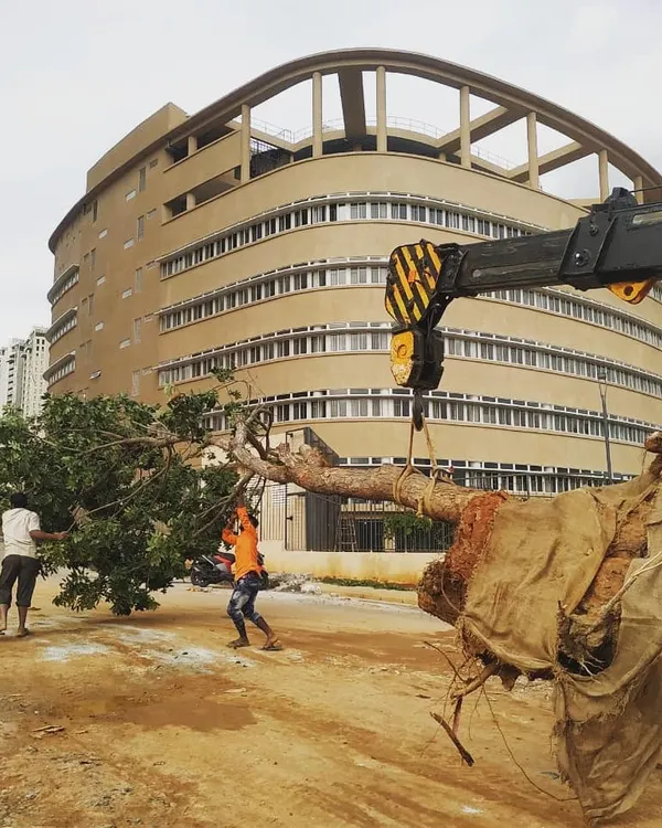 We use heavy machinery like cranes to carefully lift and move large, mature trees. This project in Bengaluru required precise handling to relocate this beautiful tree to a new spot without damaging its branches or the main trunk.