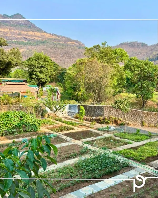 We designed this expansive edible garden in Karjat to blend seamlessly with the natural landscape. This is "Foodscaping" in action, where structured vegetable beds become a beautiful, integrated part of the property, proving that productive gardens can also be stunning.