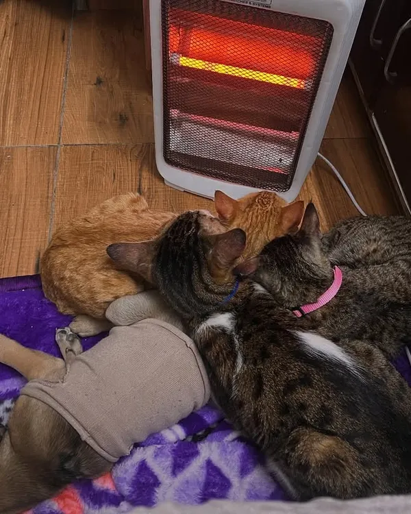 This is what my home looks like on a cold day. A happy pile of my babies, both cats and a puppy, snuggling together in front of the heater. This is the cage-free, loving environment I promise for your pet.