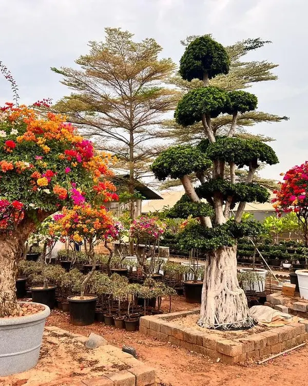 A view of my nursery showcasing a variety of large ornamental plants, including a vibrant multi-colored Bougainvillea and a mature Ficus bonsai.
