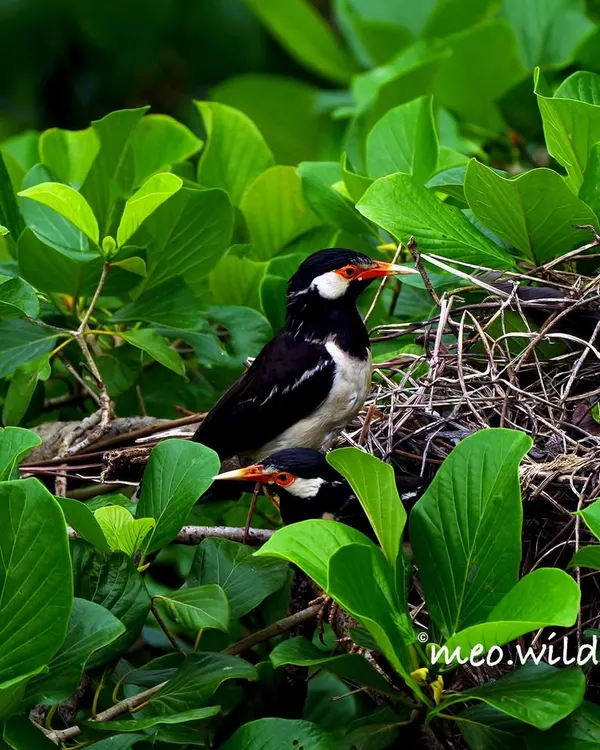 I spotted this pair of Indian Pied Mynas building a nest right outside my balcony. It's a privilege to watch and document the domestic life of these resourceful city birds.