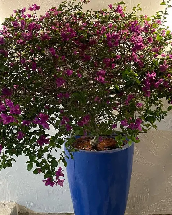 A stunning, full bougainvillea in a vibrant blue ceramic pot. The contrast between the pink flowers and the blue planter creates a powerful visual focal point.