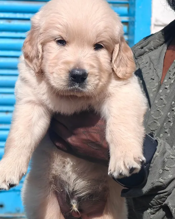 This is a top-quality Golden Retriever puppy. Notice the healthy coat, bright eyes, and strong bone structure. I breed for both excellent temperament and correct physical traits, ensuring you get a perfect family companion.