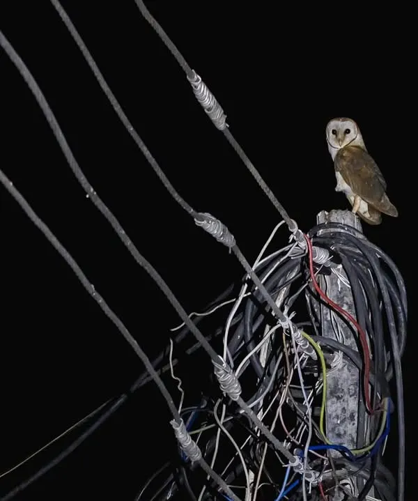 A Barn Owl perches on a tangle of electrical wires, a common sight for those who know where to look in Gurgaon's urban landscape.