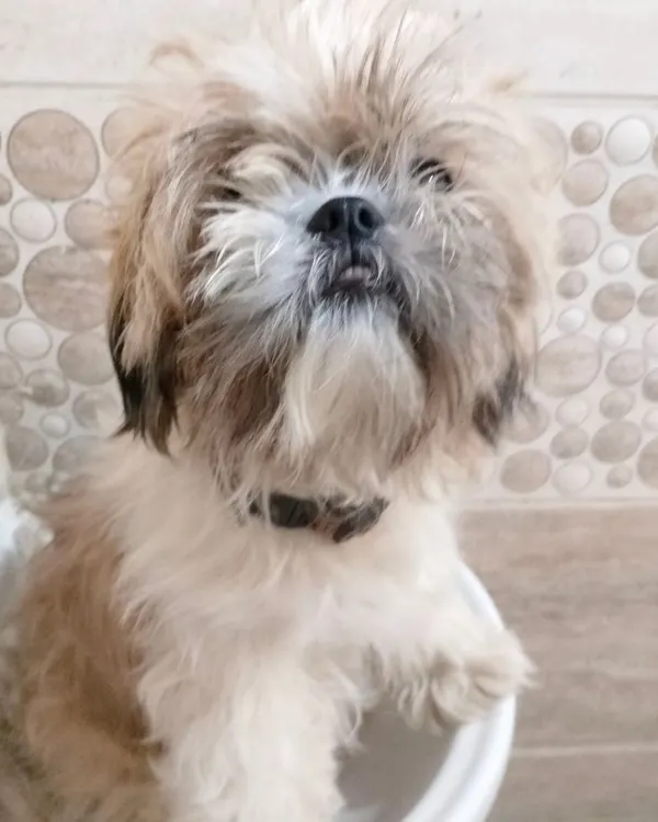 A Shih Tzu with a very overgrown and messy coat before its grooming appointment. This is a common starting point for many of my sessions.