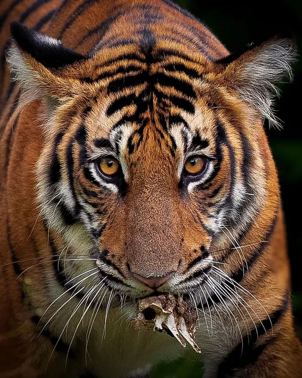 An incredibly intense close-up of a tiger after a meal. The raw power in its eyes and the remnants of its kill create a captivating portrait that speaks to the fundamental nature of the predator.