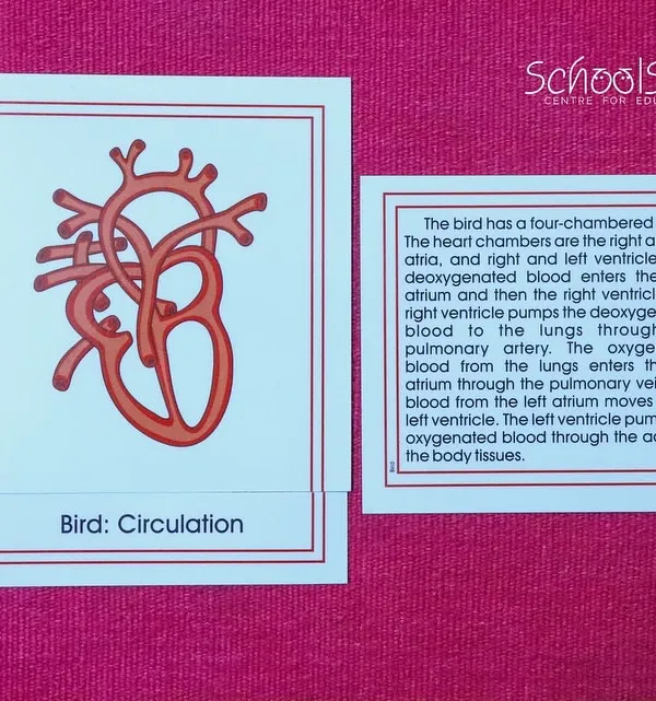 The four-chambered heart of a bird. Our zoology nomenclature cards help children build precise language and see the evolutionary story of life.