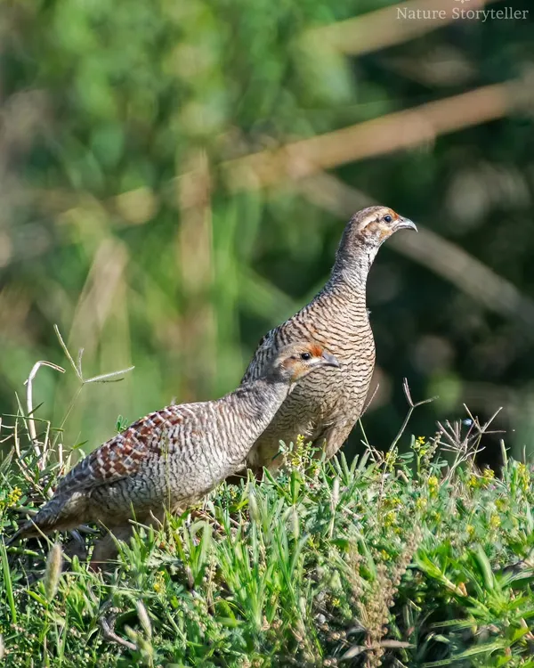 "Chalo saath bhatakte hain..." A Grey Francolin pair exploring their territory together. Though elusive, they can be quite photogenic when they feel safe.