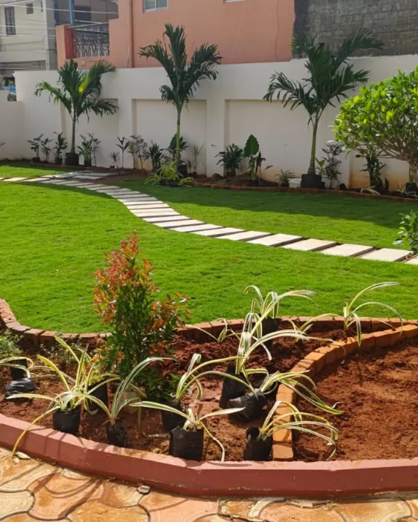 A recently completed residential project featuring a lush lawn, a clean stepping stone path, and foxtail palms. This design creates a neat and welcoming backyard space perfect for family activities.